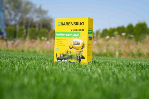 Resilient Blue Lawn 2.jpg